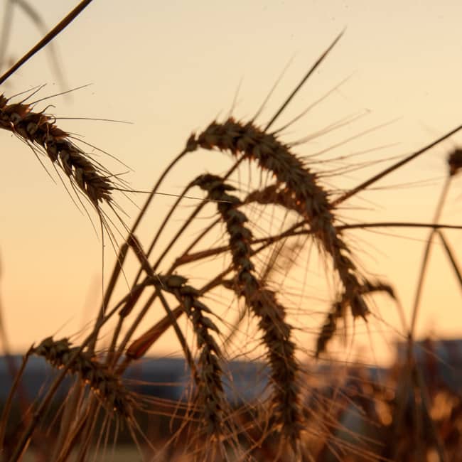 Barley in a field on the rural edge of the Bicester area
