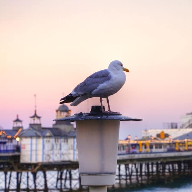 A seagull perched on a lamp post in front of Eastbourne pier, East Sussex