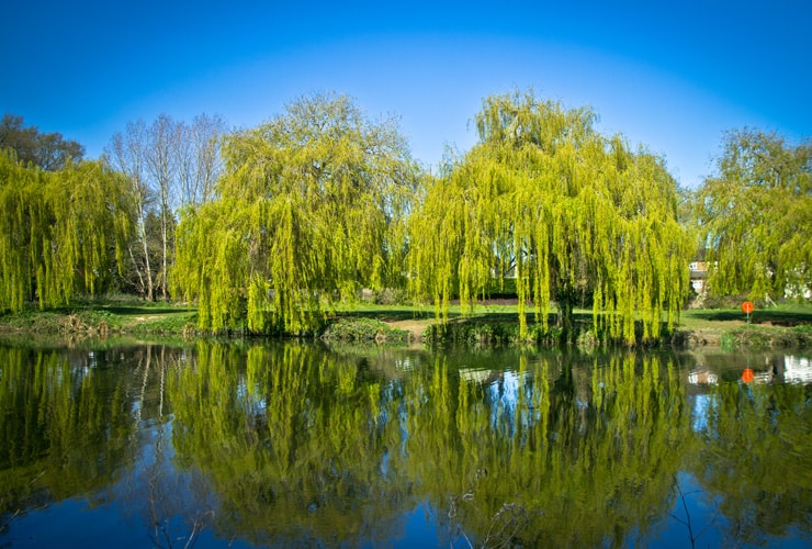 Willow trees reflected in a river in Havering on a bright summer day